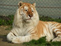 【悲報】那須サファリパークの従業員襲撃トラ。世界で約30頭しかいない超稀少種のベンガルトラだった！  [スペル魔★]